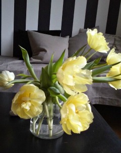 tulipaner i fuldt flor